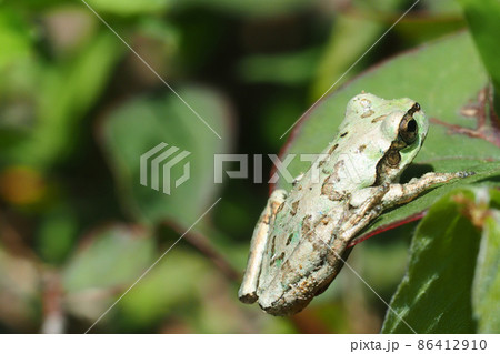 擬態したニホンアマガエル 86412910