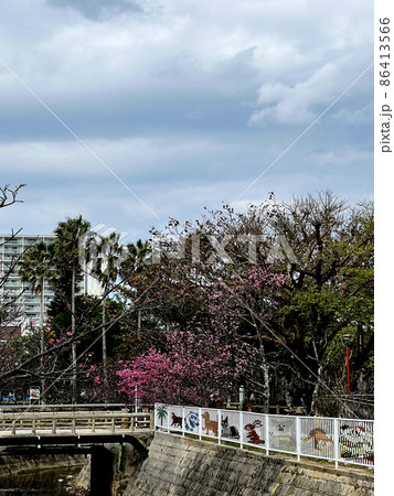 沖縄 那覇与儀公園に咲いた緋寒桜 86413566
