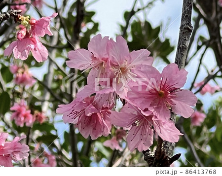 沖縄 那覇漫湖公園に咲いた緋寒桜 沖縄 那覇漫湖公園に咲いた緋寒桜 86413768