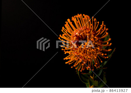 黒背景の花写真】ワイルドフラワー人気のピンクッションをマクロ撮影の