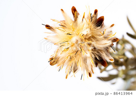 【白背景の花写真】ワイルドフラワー人気のリューカデンドロ・プルモサスを上からマクロ撮影 86413964