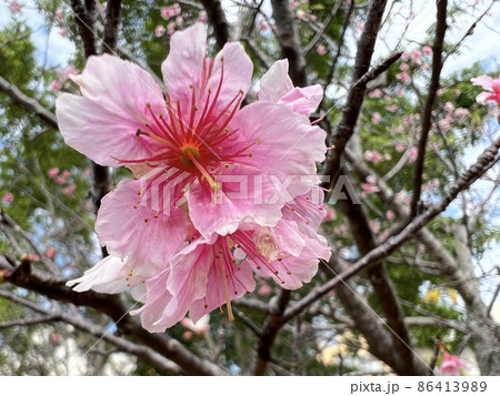 沖縄 那覇漫湖公園に咲いた緋寒桜 沖縄 那覇漫湖公園に咲いた緋寒桜 86413989