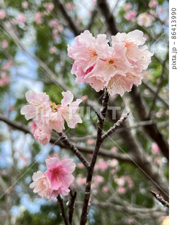 沖縄 那覇漫湖公園に咲いた緋寒桜 沖縄 那覇漫湖公園に咲いた緋寒桜 86413990