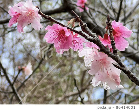 沖縄 那覇漫湖公園に咲いた緋寒桜 86414001