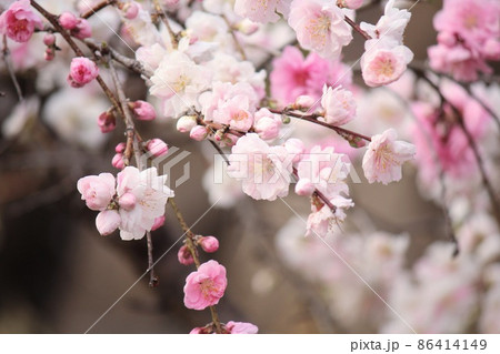 春爛漫 桃の花 春爛漫 桃の花 86414149