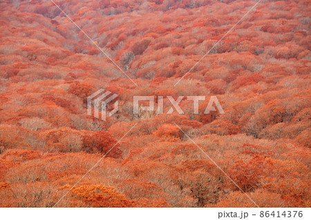 国道103号線岩木山展望所からの紅葉(青森県) 国道103号線岩木山展望所からの紅葉(青森県) 86414376