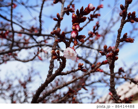 小木津の日立紅寒桜 小木津の日立紅寒桜 86414488