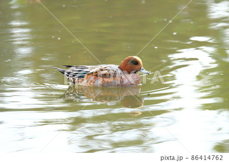 池を泳ぐヒドリガモのメス 池を泳ぐヒドリガモのメス 86414762