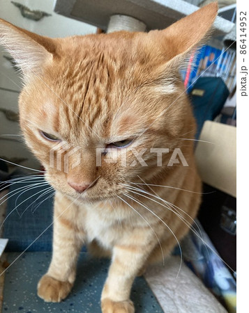 反省中のちゃとら猫 86414952