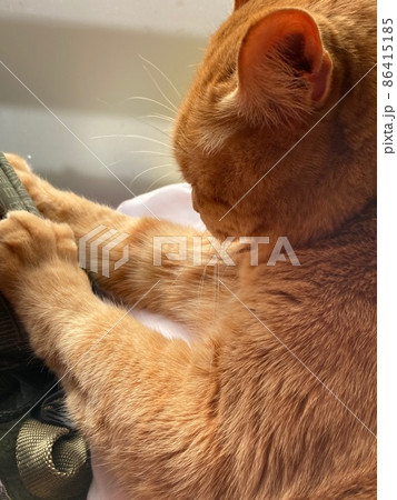 邪魔なものを押すちゃとら柄の猫 86415185