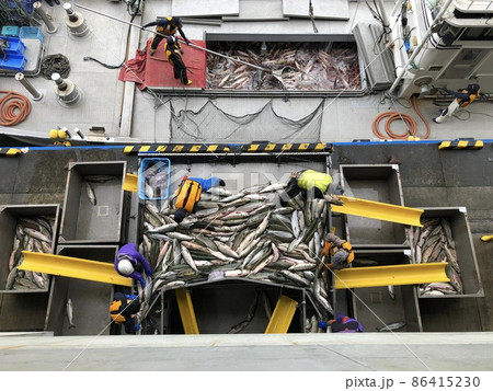 【北海道】秋鮭の水揚げ（北海道ウトロ漁港） 86415230