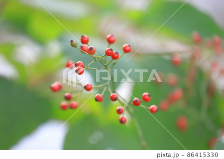 野茨(ノイバラ)の赤い実   野茨(ノイバラ)の赤い実   86415330