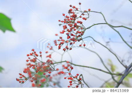野茨(ノイバラ)の赤い実   野茨(ノイバラ)の赤い実   86415369