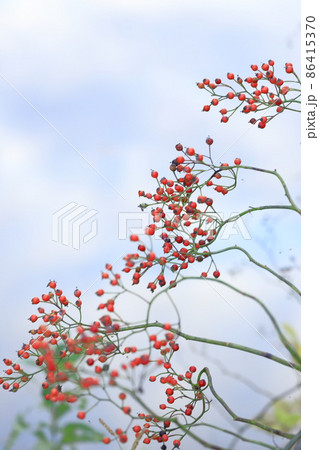 野茨（ノイバラ）の赤い実　　 86415370