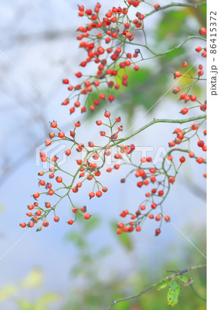 野茨（ノイバラ）の赤い実　　 86415372