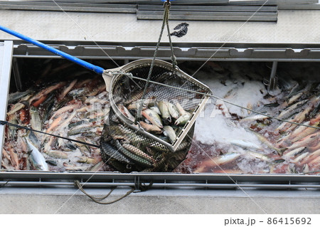 【北海道】秋鮭の水揚げ（北海道ウトロ漁港） 86415692