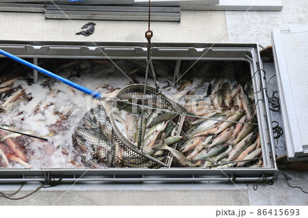 【北海道】秋鮭の水揚げ(北海道ウトロ漁港) 【北海道】秋鮭の水揚げ(北海道ウトロ漁港) 86415693