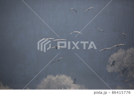 夜明け つる 冬 86415776