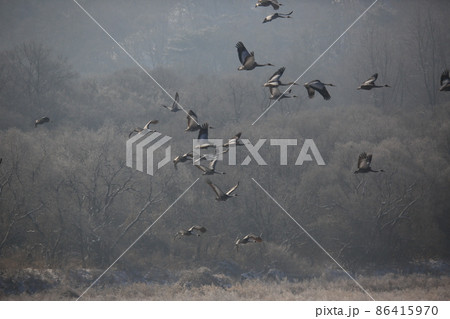水鳥 渡り鳥 野生動物 86415970