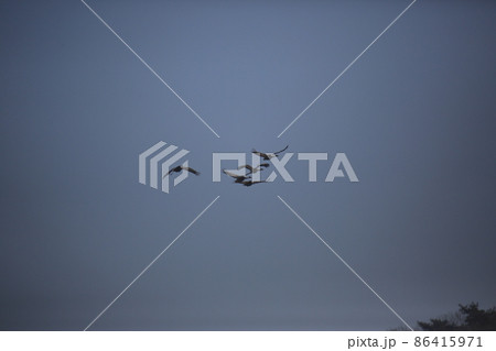 水鳥 渡り鳥 野生動物 86415971