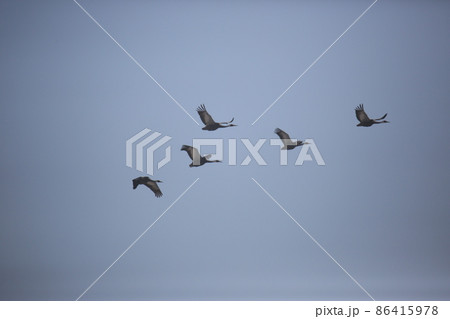 水鳥 渡り鳥 野生動物 86415978