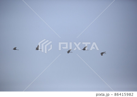 野鳥 冬 空 86415982