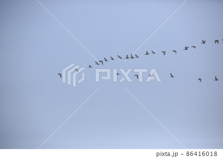 水鳥 渡り鳥 野生動物 86416018