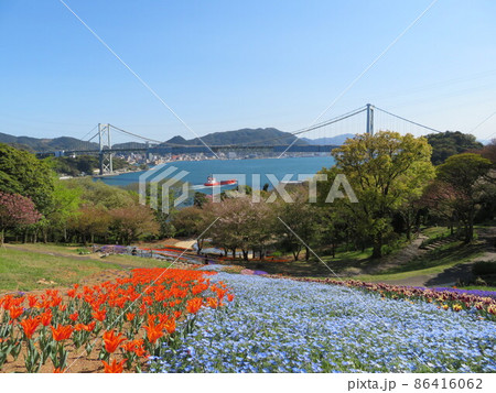 火の山公園トルコチューリップ園 関門海峡大橋 火の山公園トルコチューリップ園 関門海峡大橋 86416062