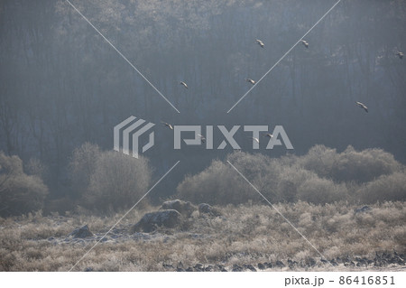 水鳥 渡り鳥 野生動物 86416851