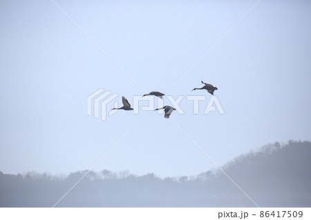野鳥 鉄原郡 冬 86417509