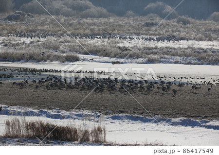 水鳥 野生動物 野鳥 86417549