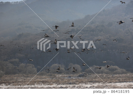 晴れ 水鳥 越冬 86418195