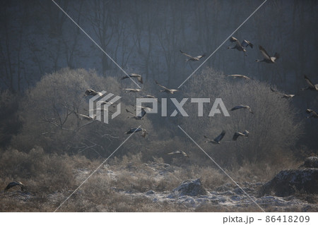 晴れ 水鳥 越冬 86418209