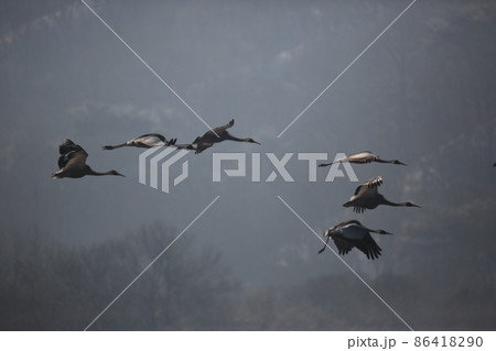 晴れ 野生動物 生物 86418290