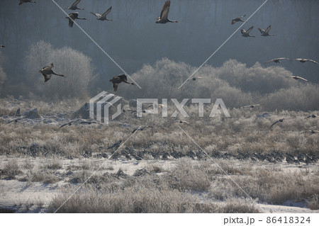 晴れ 野生動物 生物 86418324