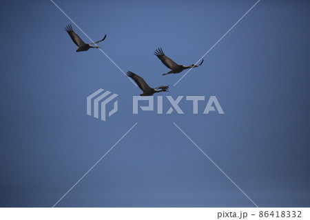 晴れ 野生動物 生物 86418332