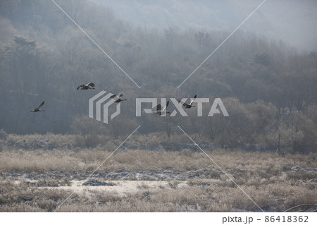 晴れ 野生動物 生物 86418362