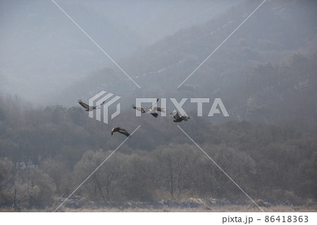 晴れ 野生動物 生物 86418363