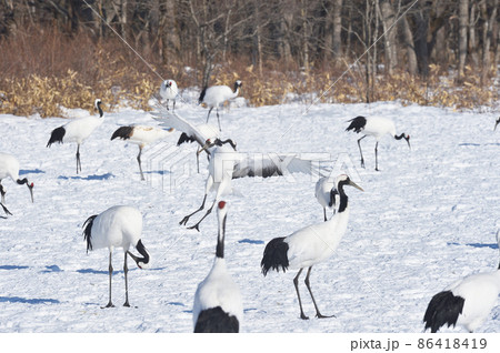翼を広げて着陸するタンチョウ（北海道・鶴居） 86418419