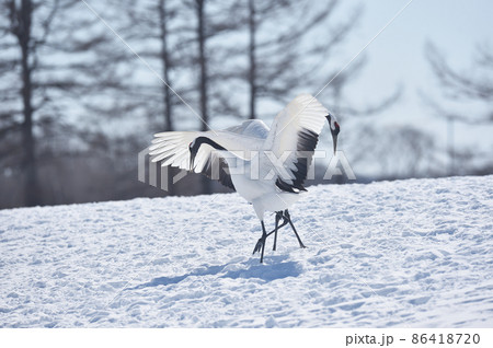 踊るタンチョウ(北海道・鶴居) 踊るタンチョウ(北海道・鶴居) 86418720