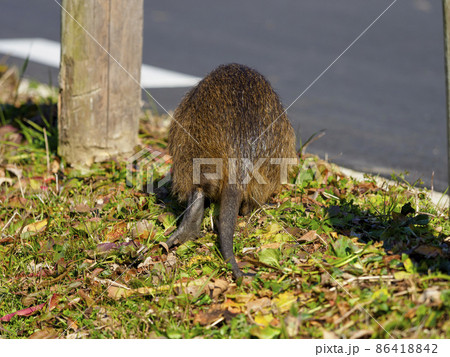 ヌートリアの後ろ姿 86418842