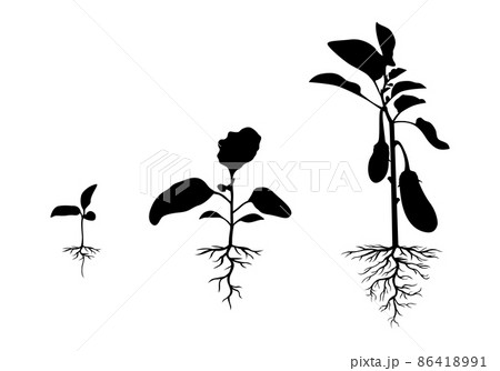 Silhouette eggplant plant with roots set 86418991