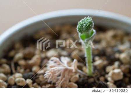 エリオスペルマム・ドレゲイの蕾 86419020