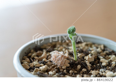 エリオスペルマム・ドレゲイの蕾 86419022