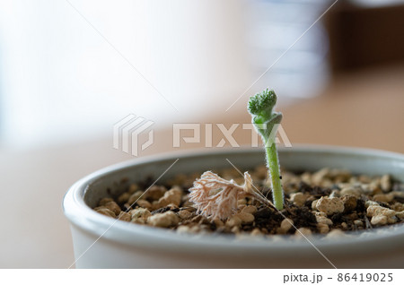 エリオスペルマム・ドレゲイの蕾 86419025