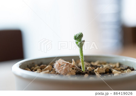 エリオスペルマム・ドレゲイの蕾 86419026