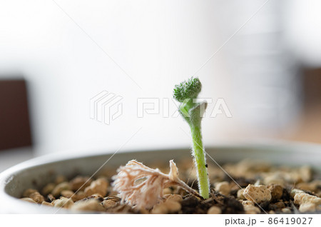 エリオスペルマム・ドレゲイの蕾 エリオスペルマム・ドレゲイの蕾 86419027