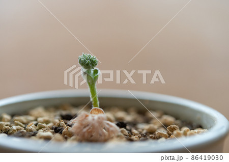 エリオスペルマム・ドレゲイの蕾 エリオスペルマム・ドレゲイの蕾 86419030