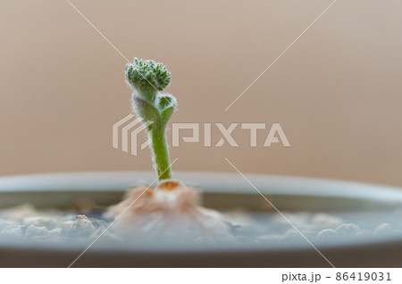 エリオスペルマム・ドレゲイの蕾 エリオスペルマム・ドレゲイの蕾 86419031