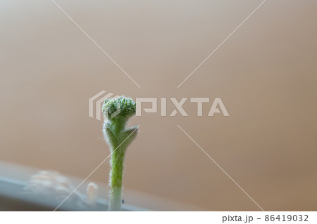 エリオスペルマム・ドレゲイの蕾 エリオスペルマム・ドレゲイの蕾 86419032